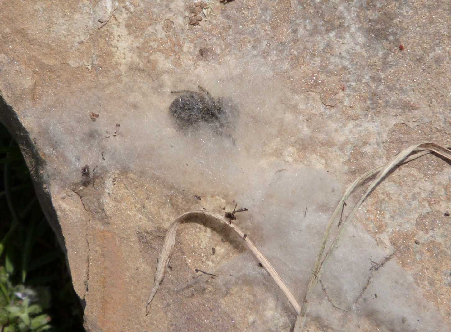 Philaeus chrysops